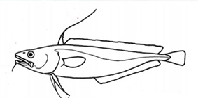 Lepidion schmidti_claves.jpg